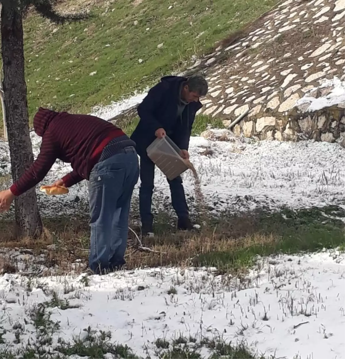 Merzifon\'da yaban hayatına yem desteği