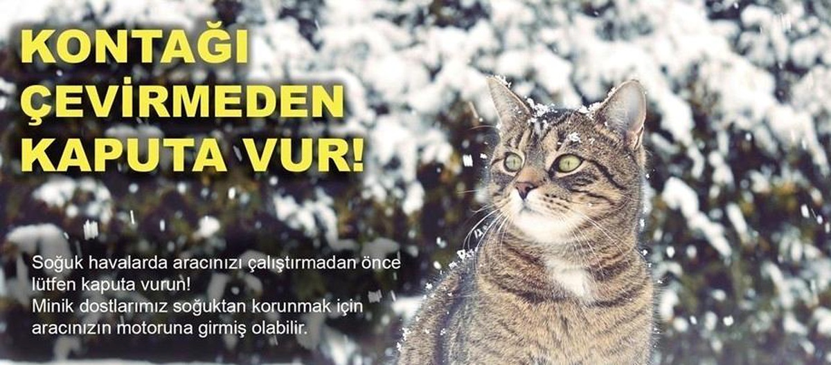Soğuktan korunmak için girdiği aracın bagajına sıkışan kedi kurtarıldı