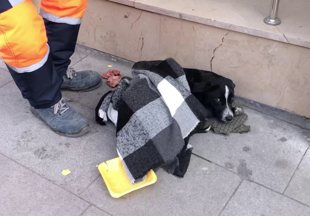 Sokak köpeğine simitçi şefkati; üşümesin diye kazağını örttü