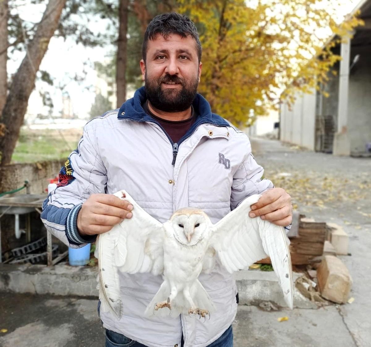 Yaralı peçeli baykuş tedavi altına alındı