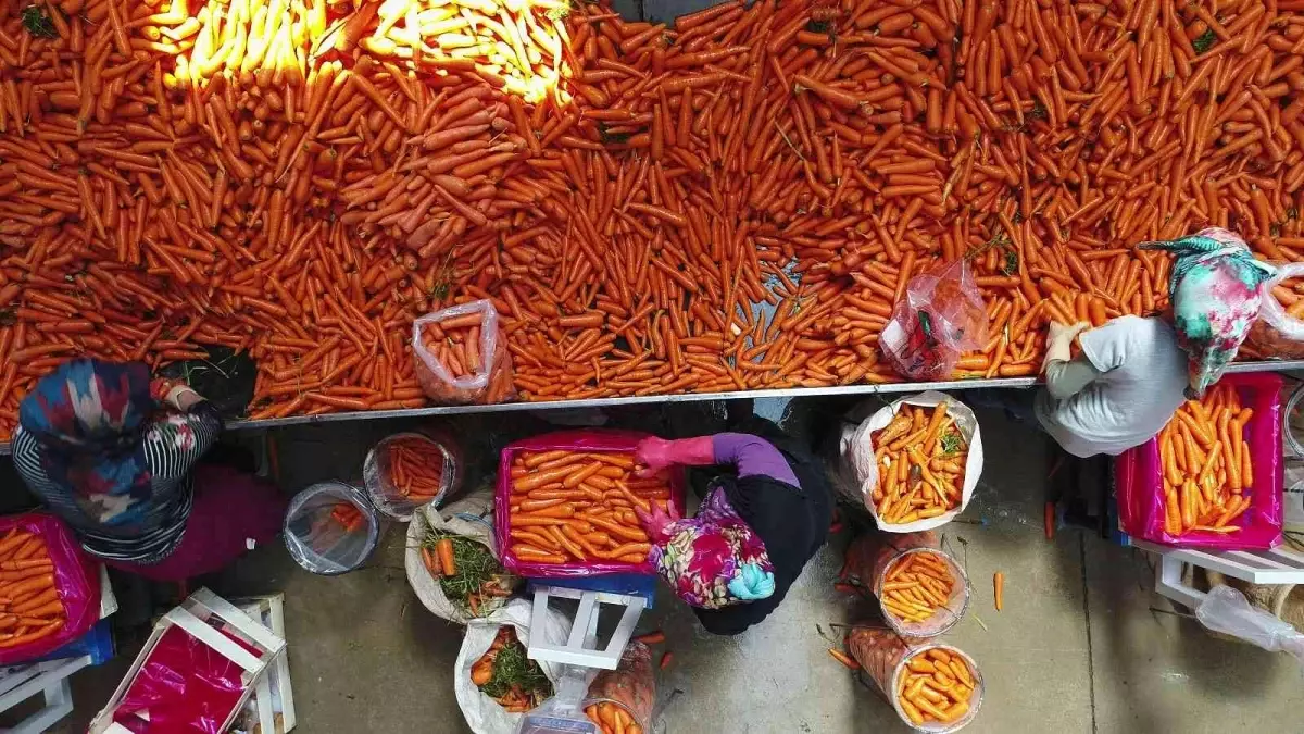 Depolardaki havuç eksi 15 derecede sevkiyata hazırlanıyor