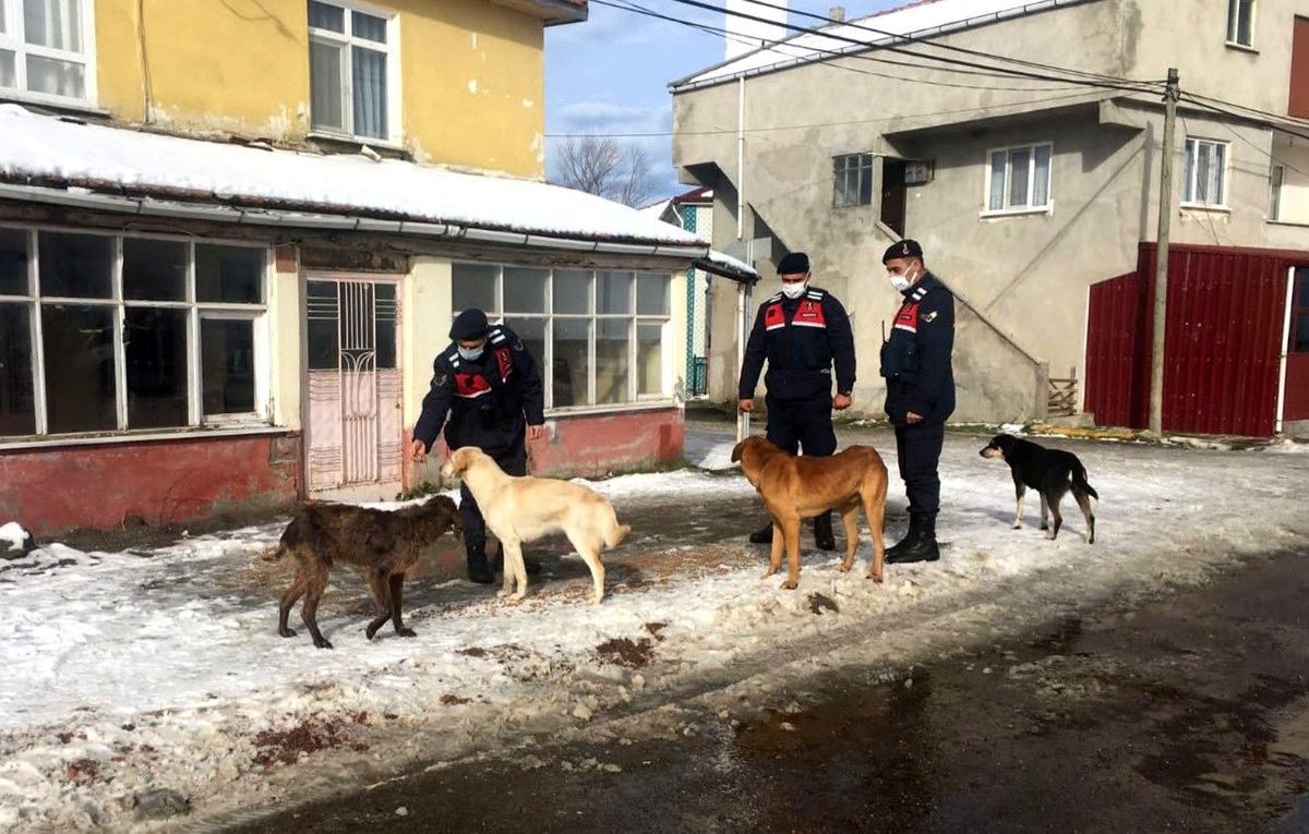 Jandarma sokak hayvanlarını unutmadı