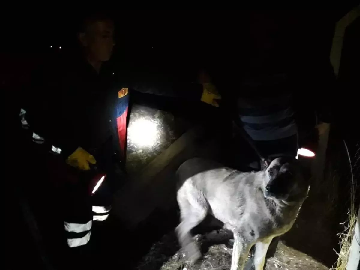 Kuyuya düşen köpek ve yavrusunu itfaiye ekipleri kurtardı