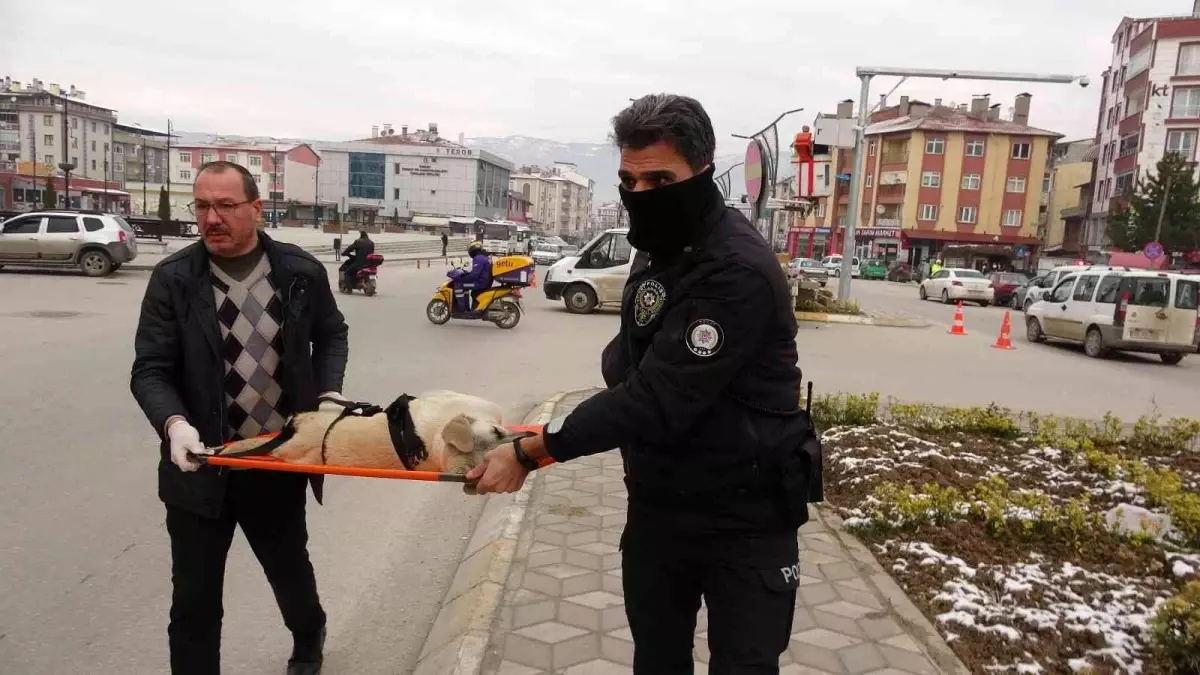 Motosikletin çarptığı köpek sedye ile taşındı veterinere taşındı