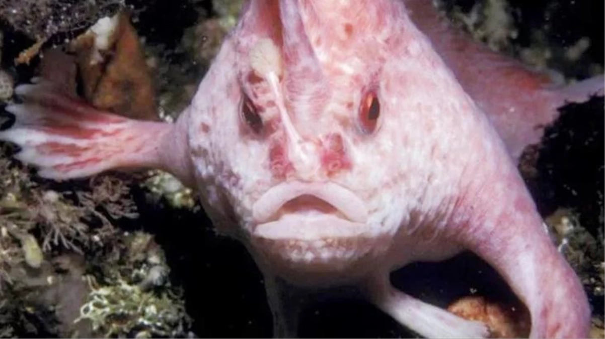 Özellikleri ve görünümüyle korkutuyor! Pembe el balığı, 22 yıl sonra ilk kez görüntülendi