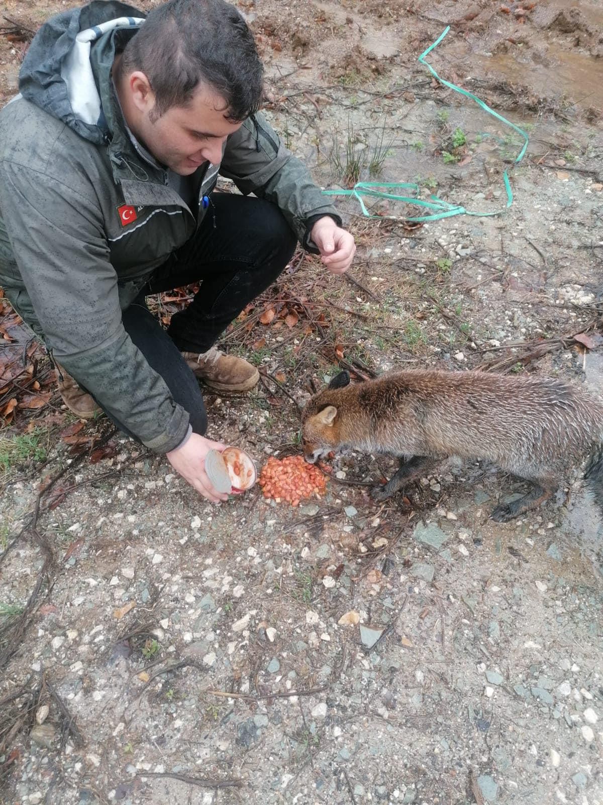 Orman koruma görevlileri aç kalan tilkiyi "barbunya" ile besledi