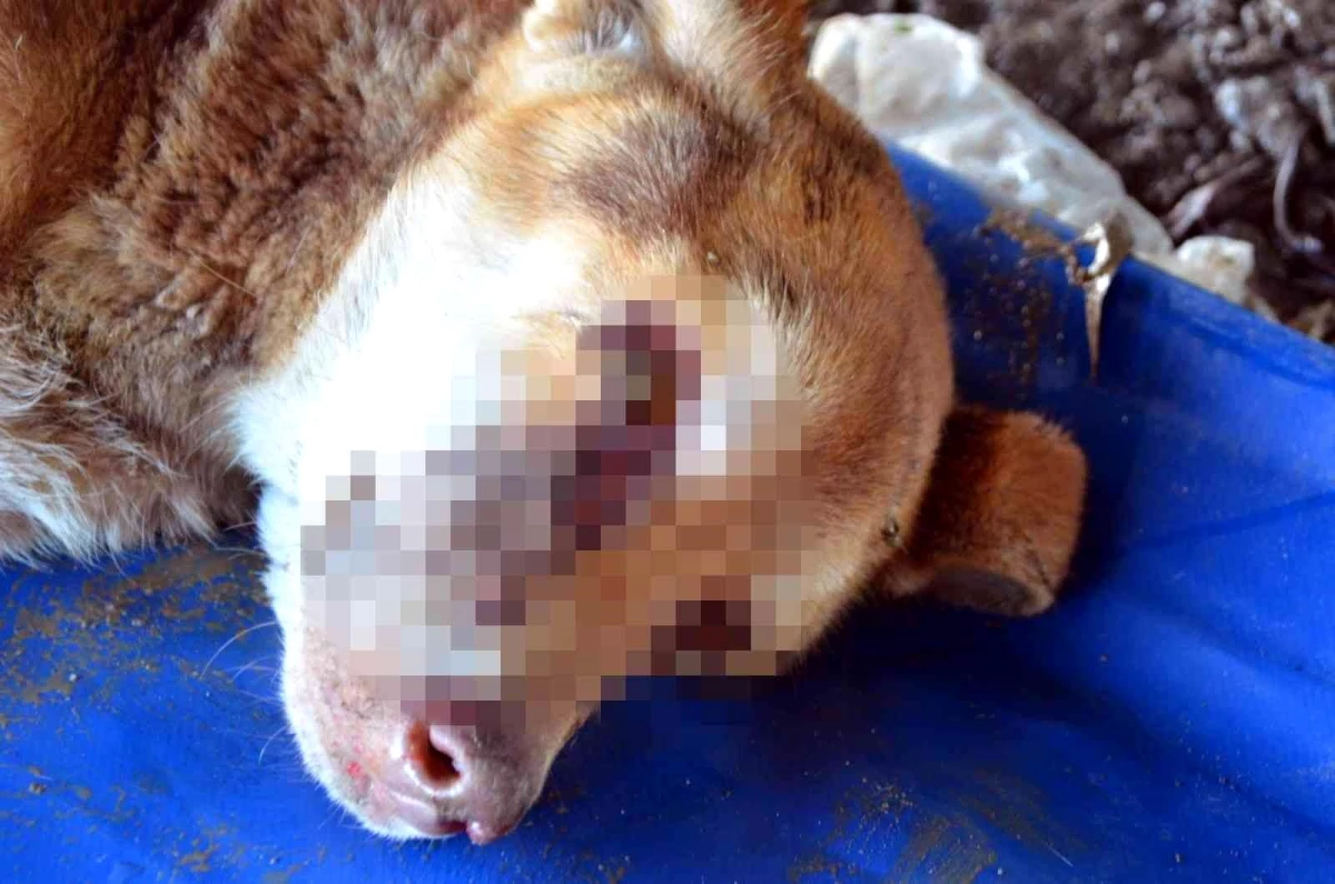 Zonguldak\'ta gözleri oyulmuş sokak köpeği bulundu