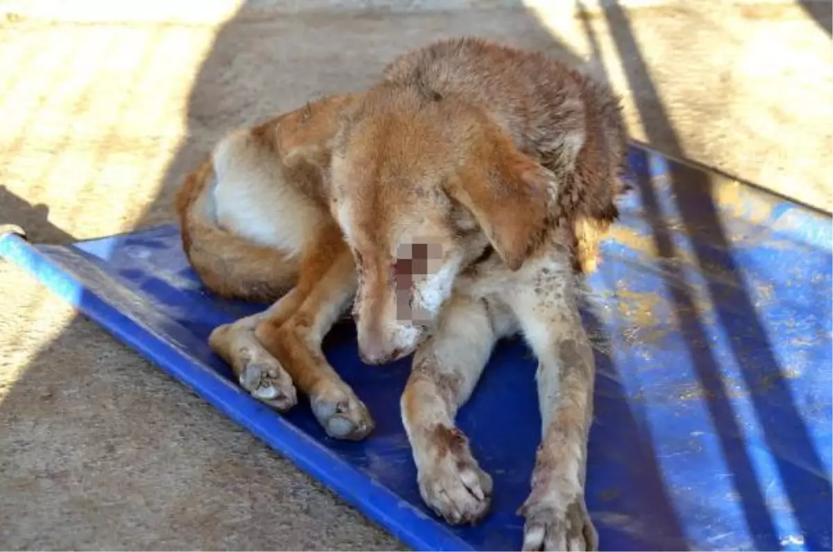 Bu nasıl vahşet! Sokak köpeğinin gözlerini dağlayıp işkence ettiler