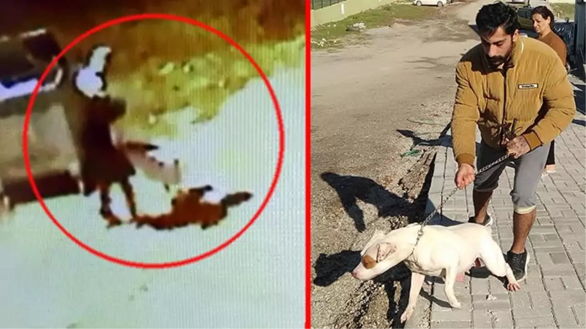 Denizli\'de13 yaşındaki çocuk pitbull cinsi köpeğin saldırısına uğradı