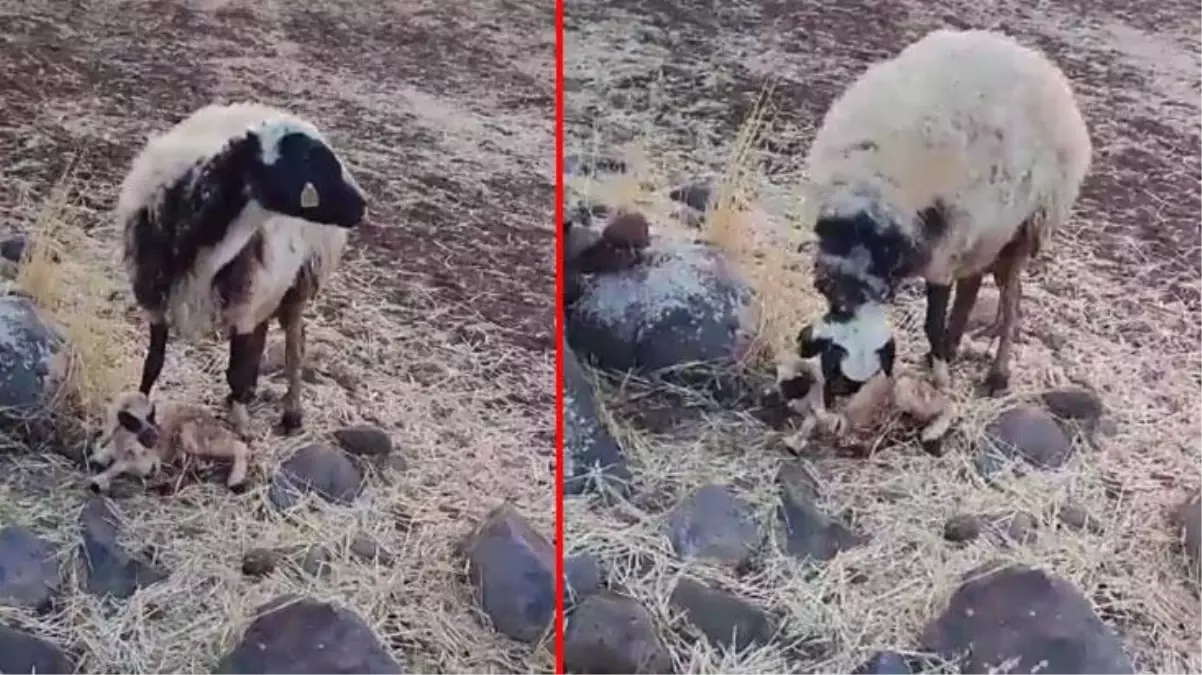 Anne koyunun, yavrusuna yaptığı hareket izleyenleri hüngür hüngür ağlattı