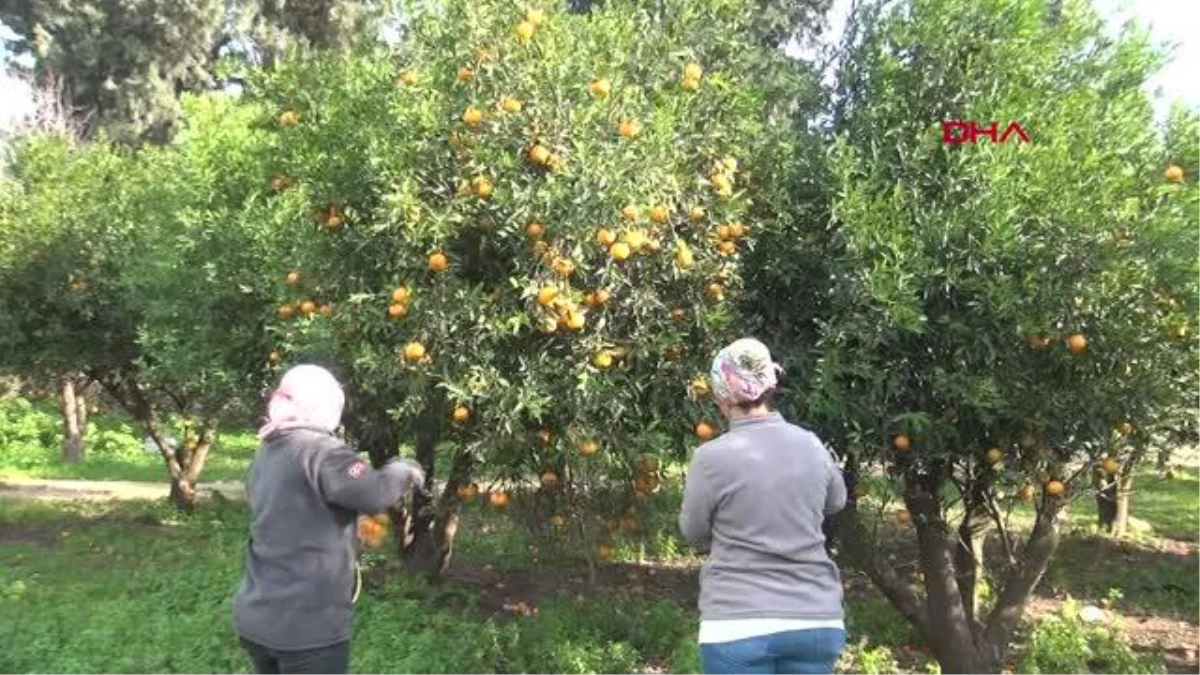 COĞRAFİ TESCİLLİ BODRUM MANDALİNASININ HASADI BAŞLADI