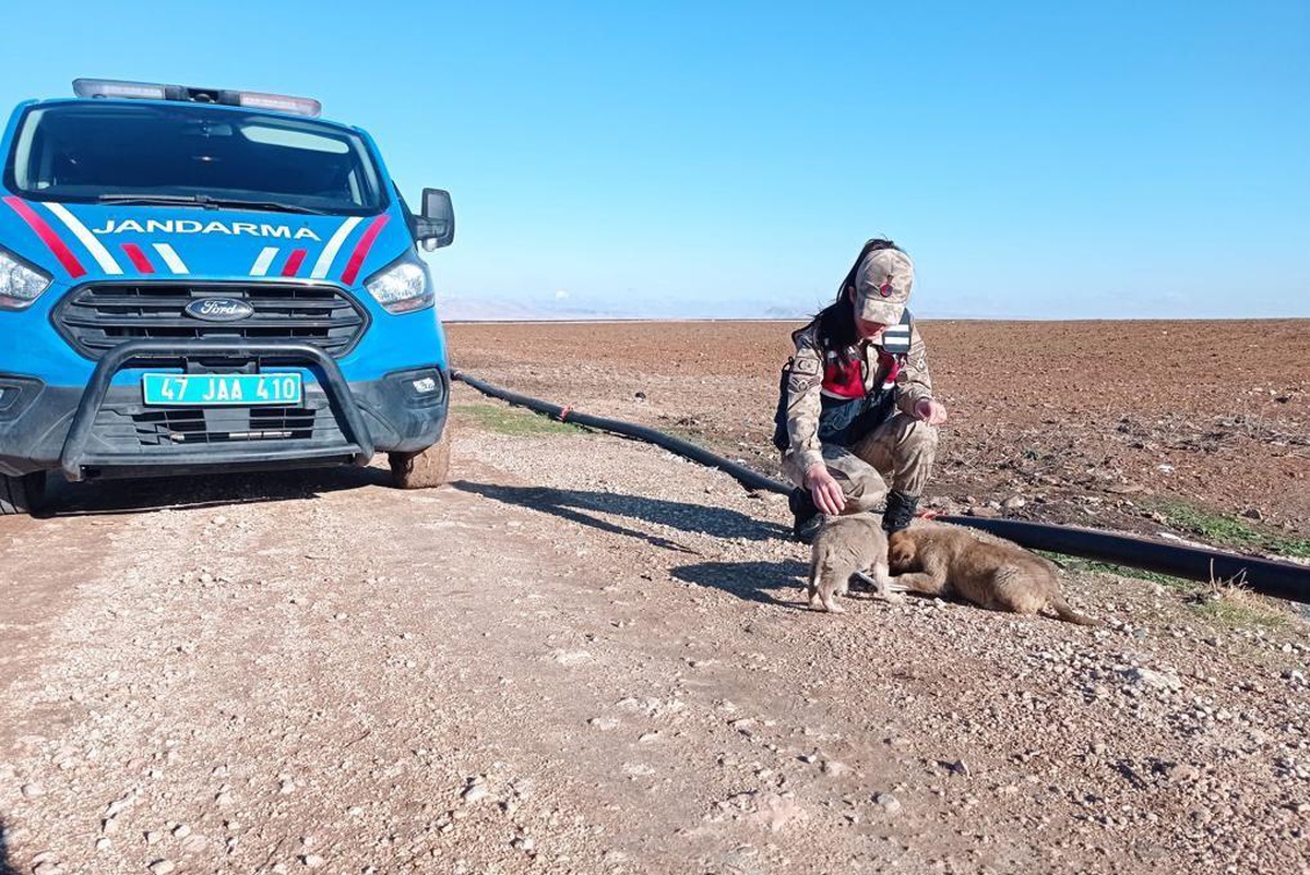 Mardin\'de jandarmadan sokak hayvanlarına yiyecek desteği