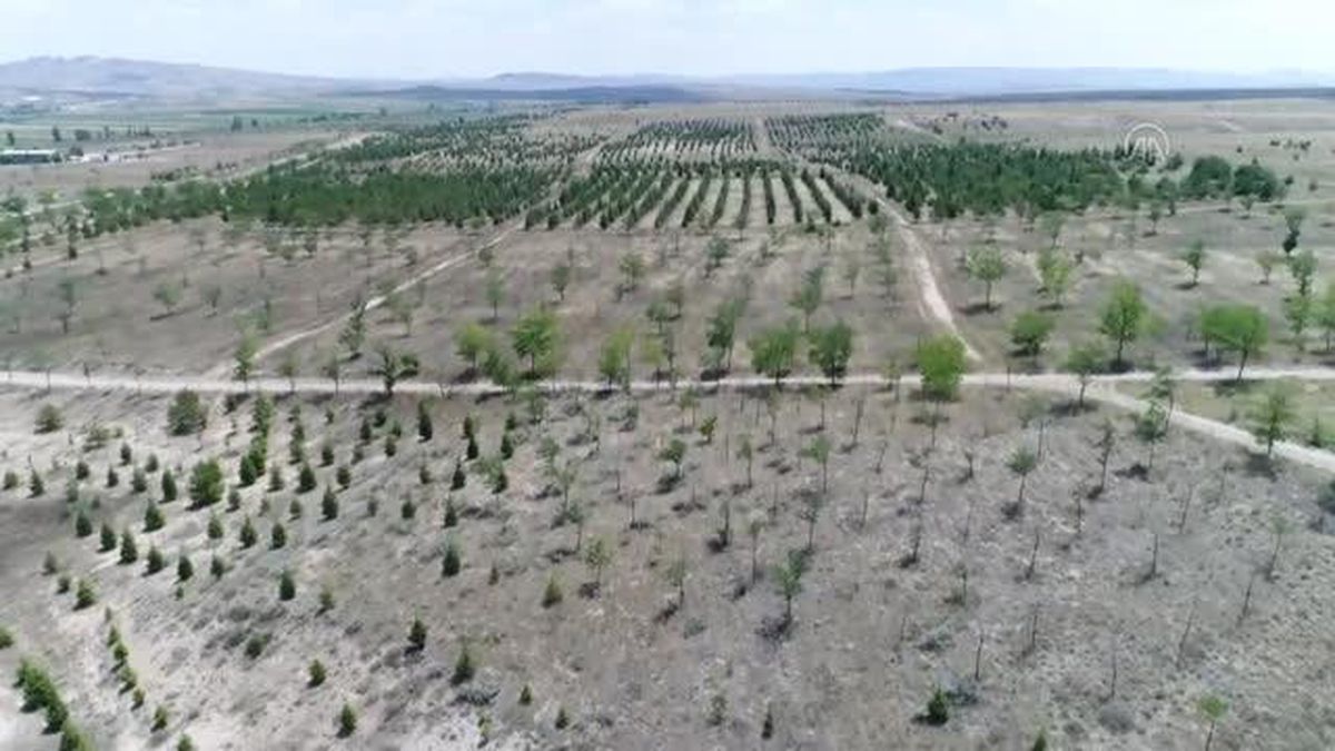 Mehmetçik'ten 'Yeşil Vatan'ın korunmasına büyük katkı