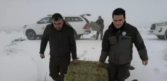Şanlıurfa'da yaban hayvanları için doğaya yem bırakıldı