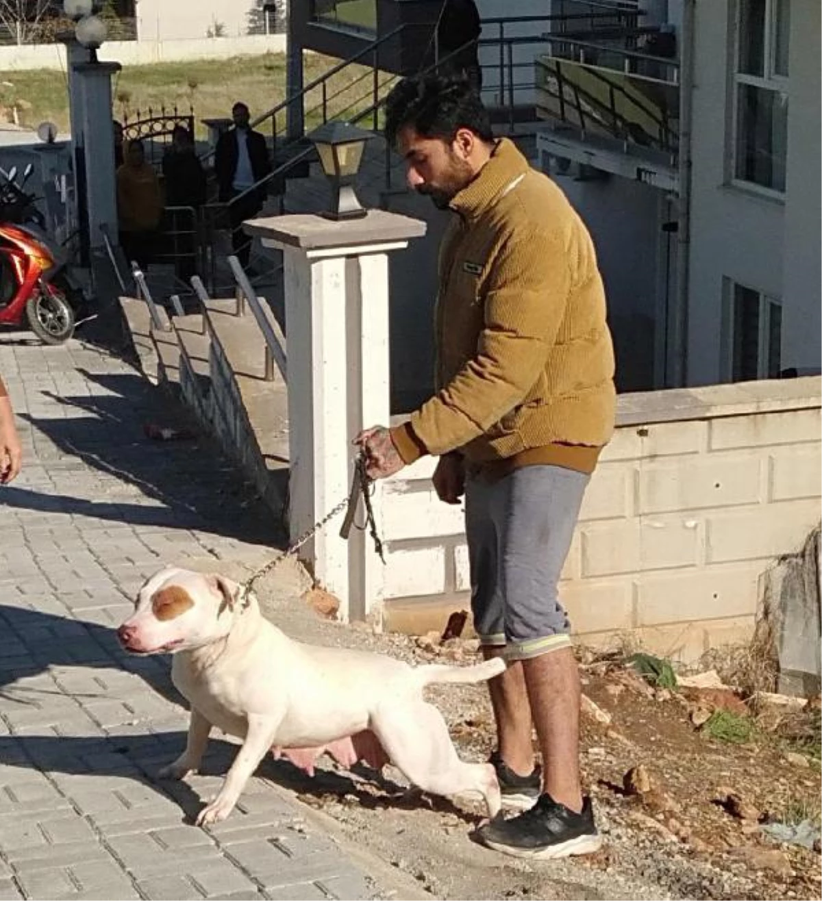 13 yaşındaki çocuğa saldıran pitbull cinsi köpeğin sahibine 12 bin lira ceza