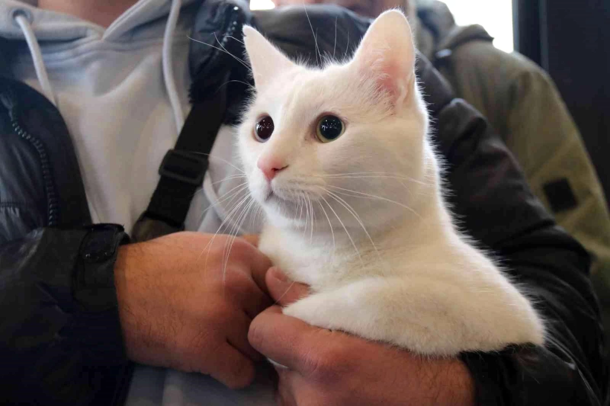 Eskişehir\'de kedi güzellik yarışması düzenlendi