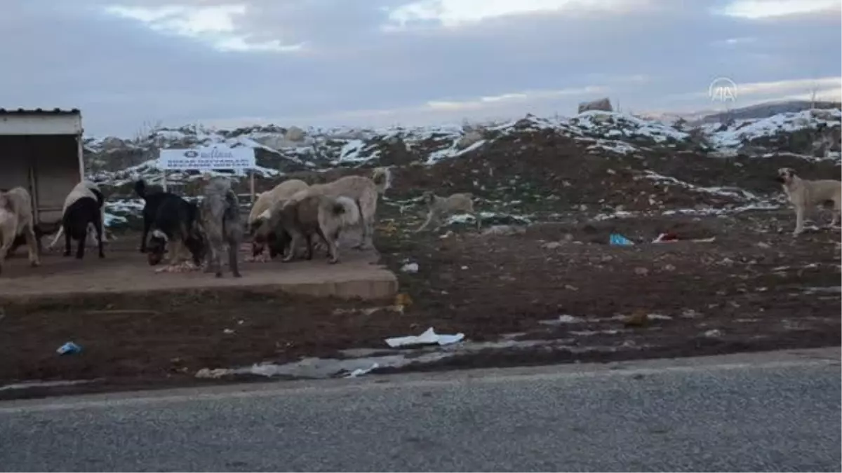 Hayvanseverler kırsaldaki sokak köpekleri için yiyecek bıraktı