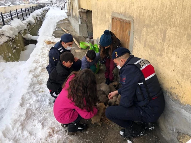 Jandarma ekipleri soğuk kış gününde sokak hayvanlarını besledi