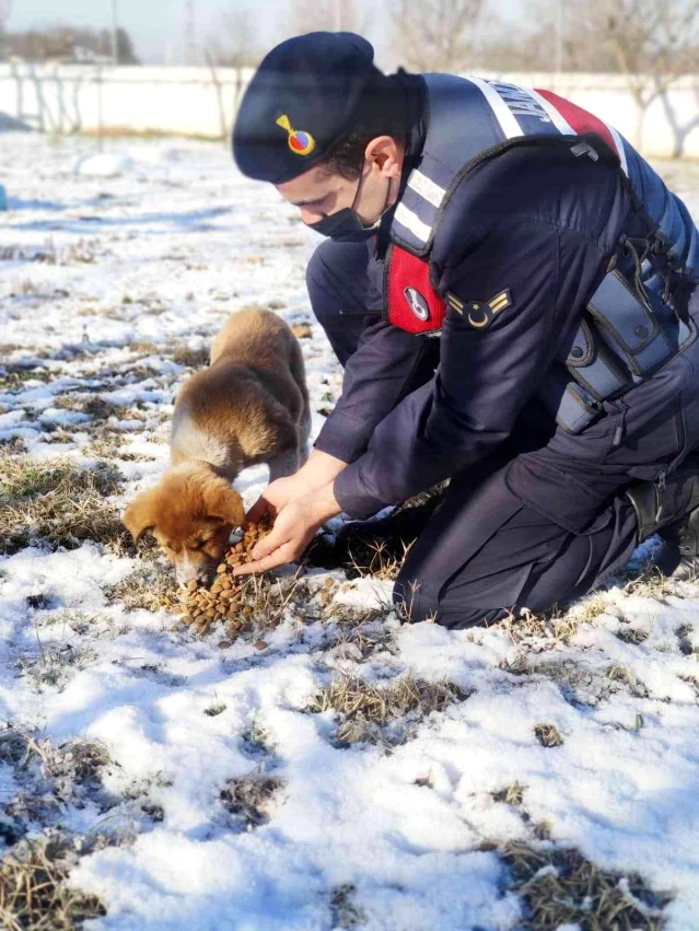 Jandarma ekipleri soğuk kış gününde sokak hayvanlarını besledi