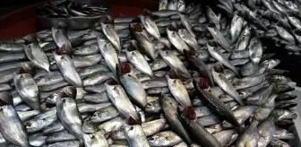 Lodos esti, balık tezgahları şenlendi