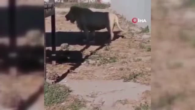 Hayvanat bahçesinde vahşi aslan kendi yavrusunu yedi