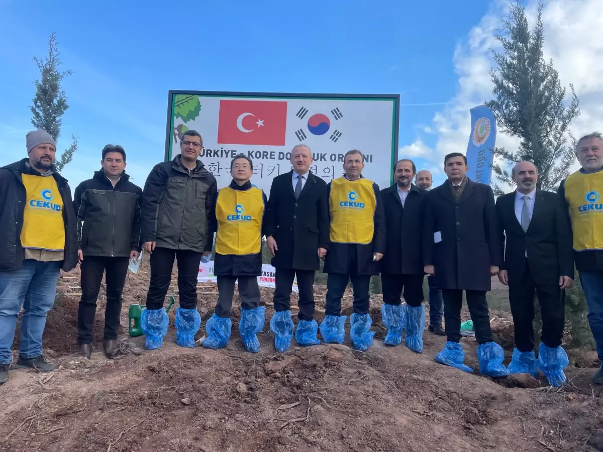 Pendik\'te Türkiye-Kore Dostluk Ormanı\'nda 50 bin fidan toprakla buluştu