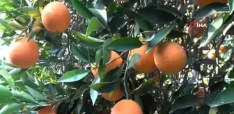 Üreticiler döviz düşüşünün ardından indirim bekliyor