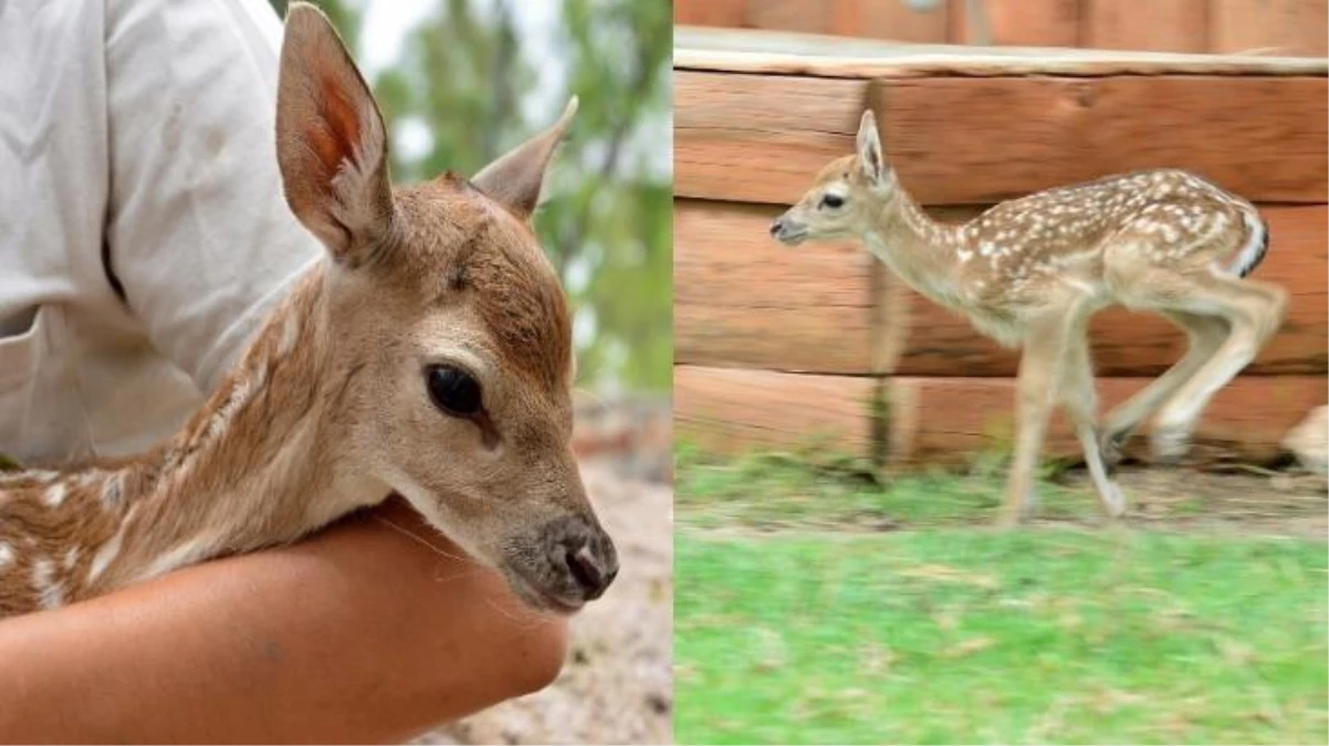 Uzmanlardan korkutan uyardı! Bambi virüsü tehdidi ortaya çıktı