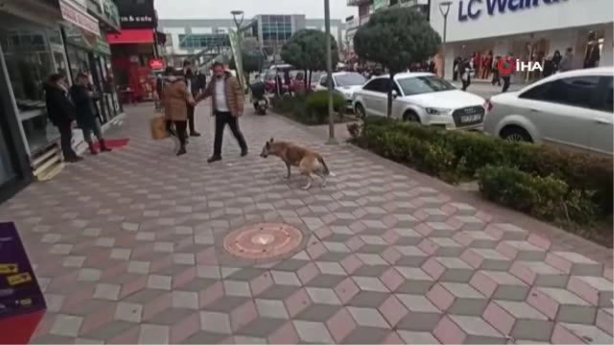 Vatandaşa saldıran köpeği belediye ekipleri uyuttu