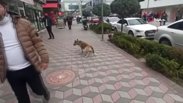 Vatandaşa saldıran köpeği belediye ekipleri uyuttu