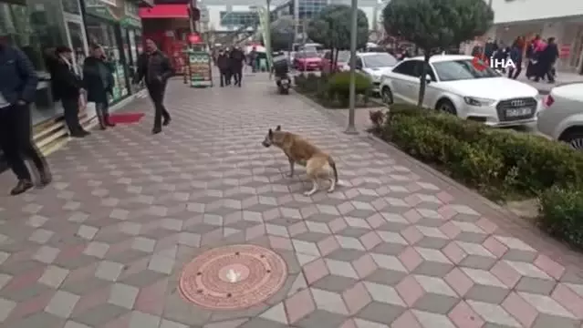 Vatandaşa saldıran köpeği belediye ekipleri uyuttu