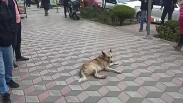 Vatandaşa saldıran köpeği belediye ekipleri uyuttu