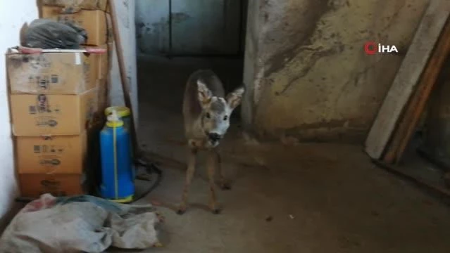 Yaralı bulunan karaca tedavi altına alındı