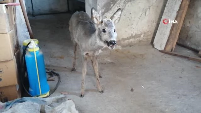 Yaralı bulunan karaca tedavi altına alındı