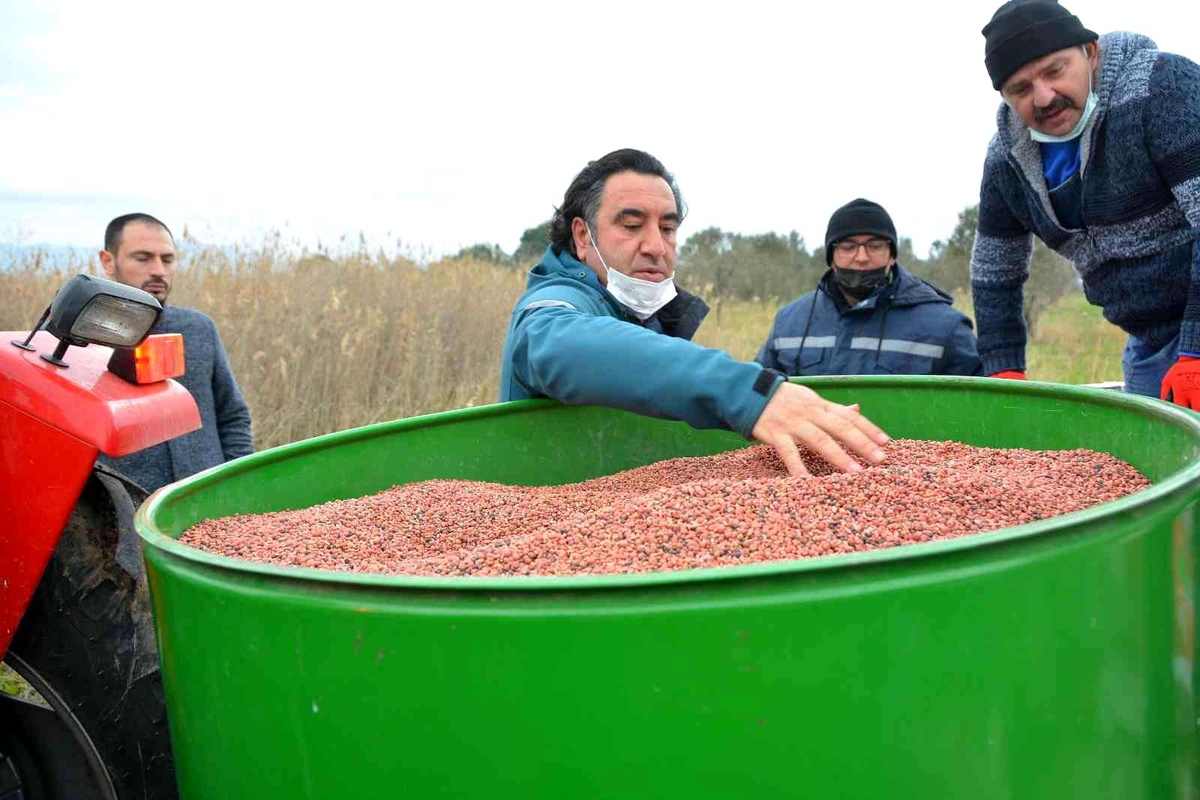 Aliağa\'da Damızlık Koyun Üretim Merkezi için yem bitkisi ekildi