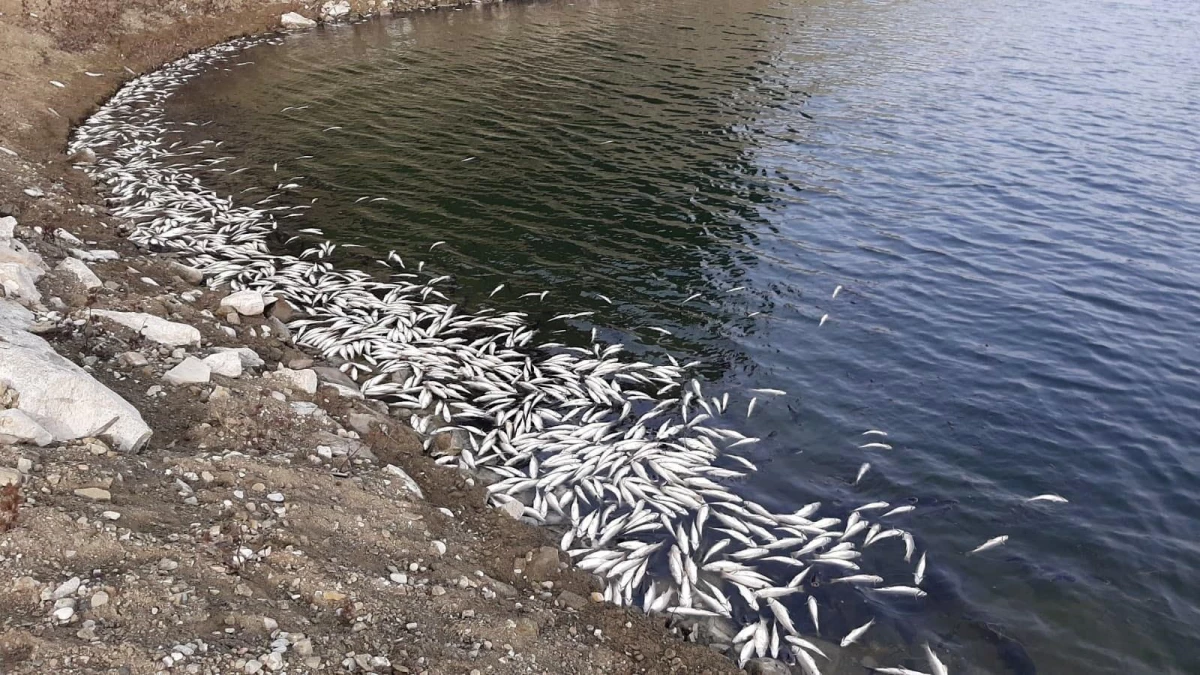 Binlerce ölü balığın kıyıya vurduğu baraj gölünde korkutan tablo!
