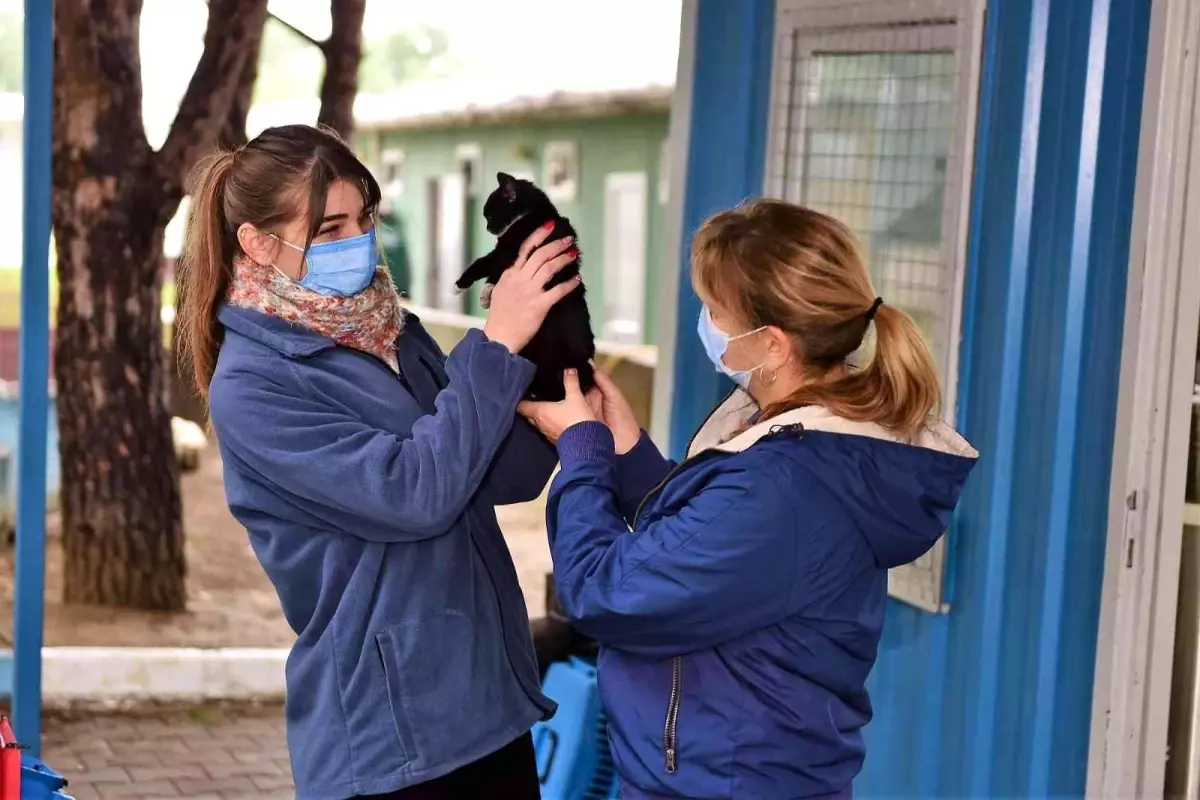 Çelenkler kediler için yuva oldu