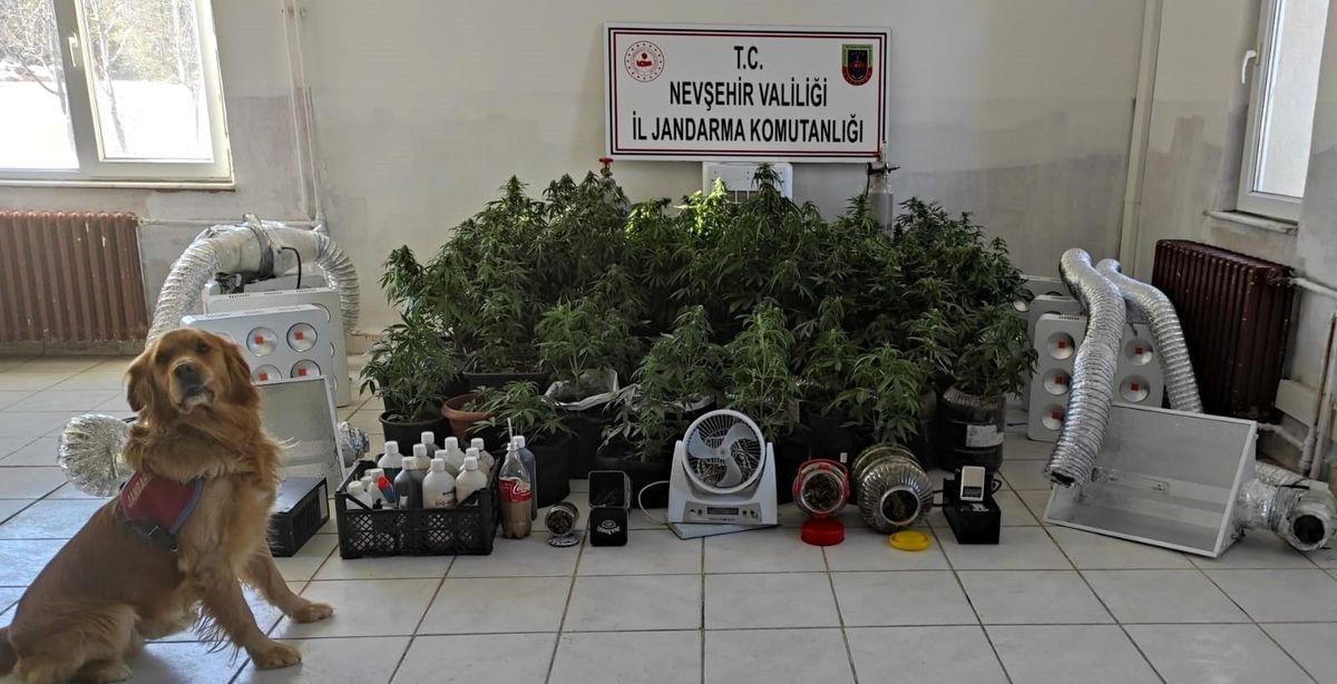 Evin odasını seraya çevirip kenevir yetiştirmişler