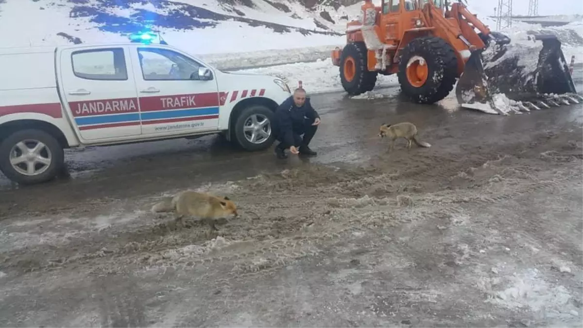 Giresun\'da jandarma trafik ekipleri yol kenarında karşılaştıkları aç tilkileri besledi