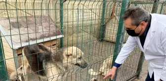 Yaralı köpek tedavi edildi