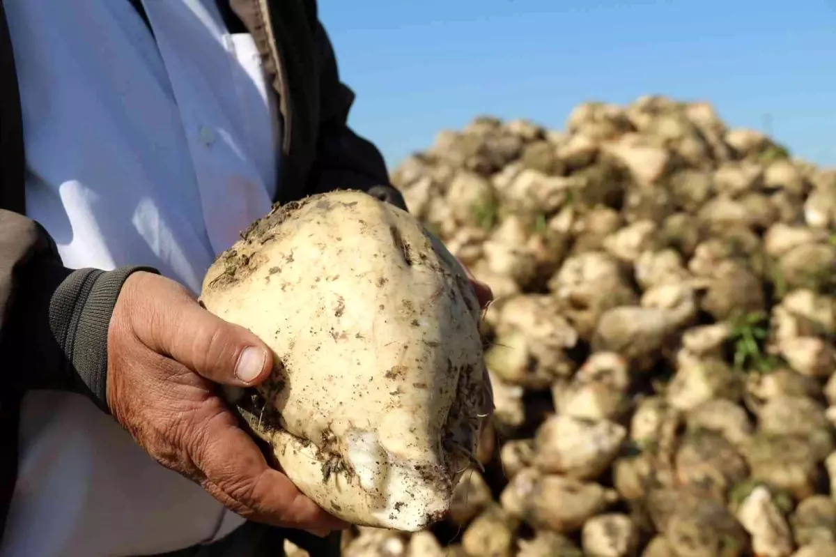 Pancar üreticisinin fiyat bekleyişi sürüyor