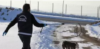 Ekiplerin pitbull ile imtihanı! Baktılar olmuyor, sakinleştirici iğne hemen devreye girdi