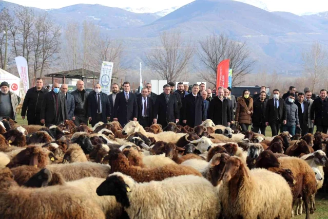 Tokat'ta 80 bininci koyun dağıtıldı