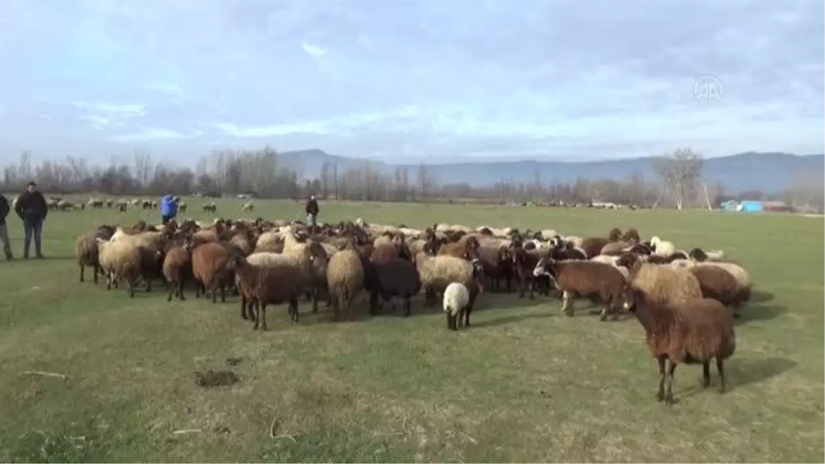 Türkiye\'ye örnek olan projede dağıtılan koyun sayısı 80 bine ulaştı