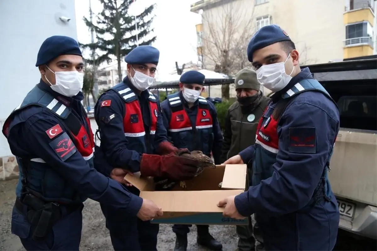 Yaralı şahin tedavi altına alındı