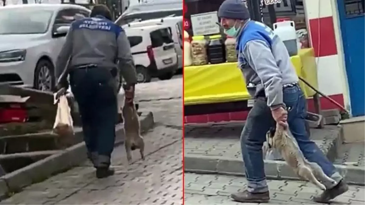 Yavru köpeği patisini sarkıtarak taşıyan belediye işçisinin mazereti: Yorgunmuş!