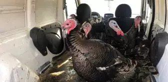 Yılbaşı hindileri el yakıyor