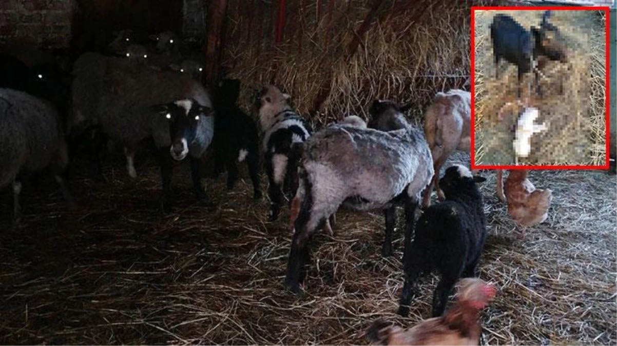 Çiftçi keçisinin doğurduğu insan yüzlü oğlağı görünce gözlerine inanamadı