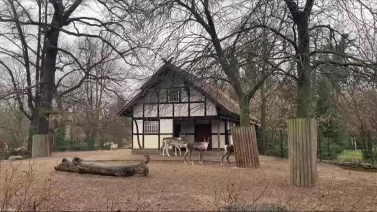 Berlin\'de hayvanat bahçesi sakinlerine, Noel yemeği