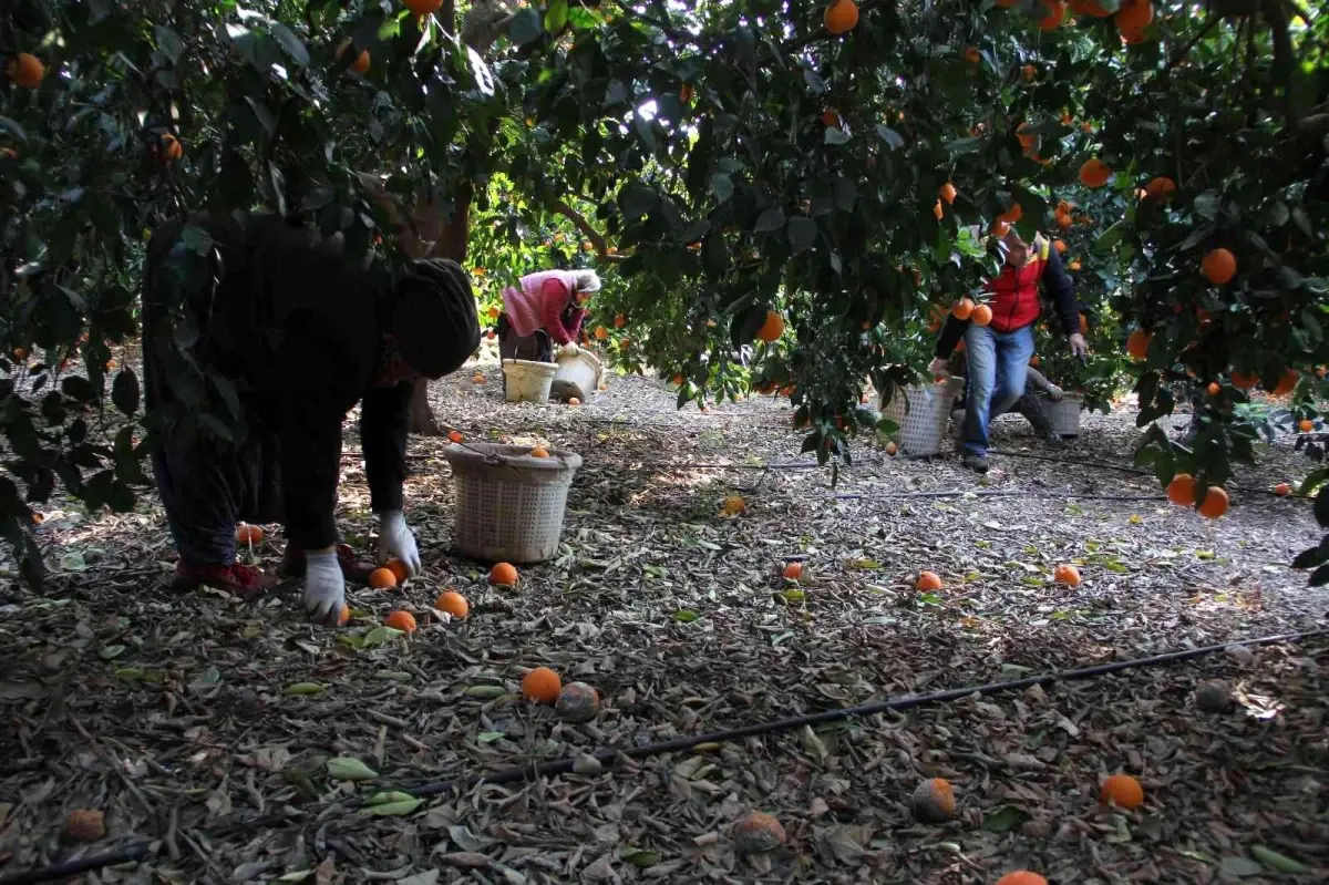 Üretici de tüketici de aynı dertten muzdarip! Dalında 1,5 lira olan portakal, zincir markette 5,90